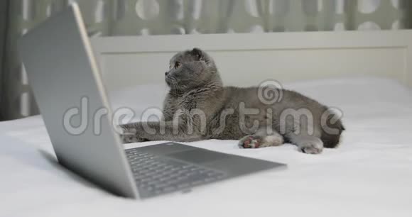 一只平静的猫躺在笔记本电脑附近卧室的床上视频的预览图