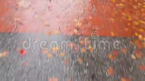 4K景漫步在潮湿的灰色和红色道路上覆盖着五颜六色的叶子视频的预览图