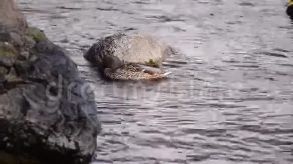池塘里两只美丽的野鸭在美妙的灰水中视频的预览图