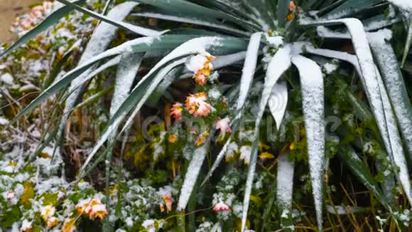 南方地区有花和植物的雪视频的预览图