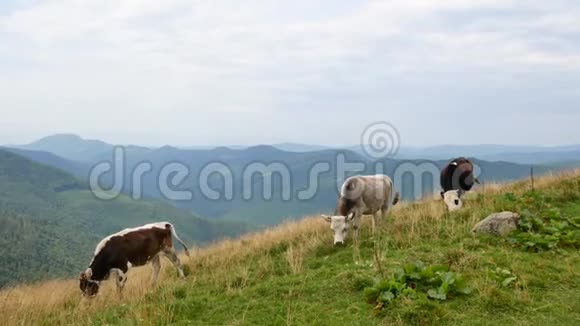 喀尔巴阡山的家养奶牛放牧乌克兰视频的预览图