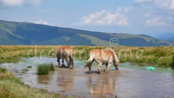 一对马在山湖里洗澡爱情观念视频的预览图