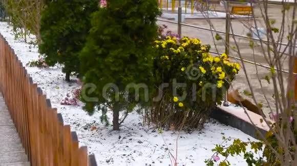 南方地区的雪有花和土迦视频的预览图