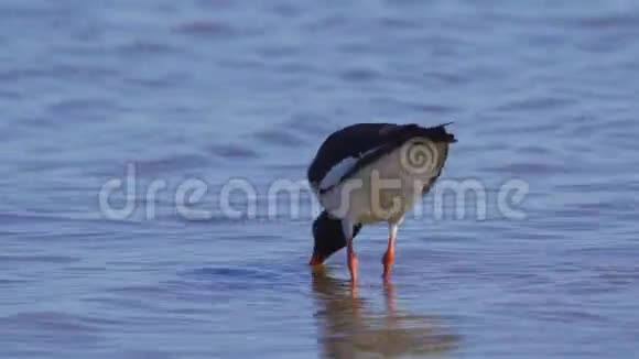 鸟欧亚走过浅水寻找并吃掉它们视频的预览图