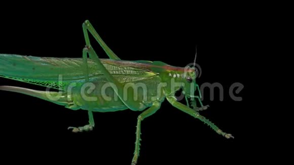 黑背景下的绿绿一种的迁徙蝗虫短角蚱蜢视频的预览图