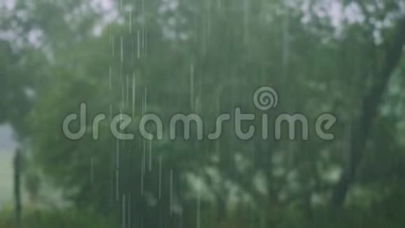 夏日森林中的倾盆大雨视频的预览图