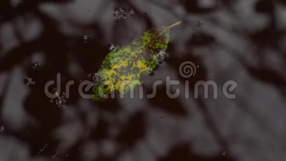 水中的倒影树叶和昆虫在黑暗的水面上视频的预览图