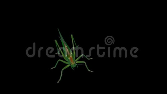 黑背景下的绿绿一种的迁徙蝗虫短角蚱蜢视频的预览图