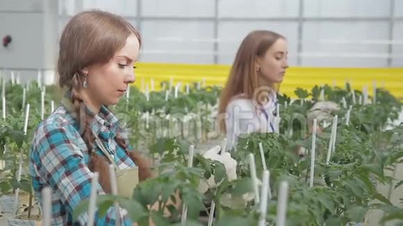 青年员工在室内农业生产的温室里系番茄幼苗视频的预览图