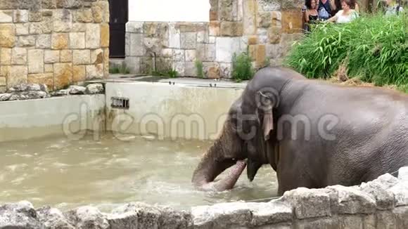 一头大象正在动物园的一个特殊游泳池里洗澡视频的预览图