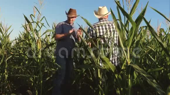 农民和一名在田间工作的农艺师检查成熟玉米芯两个商人带着平板电脑支票视频的预览图