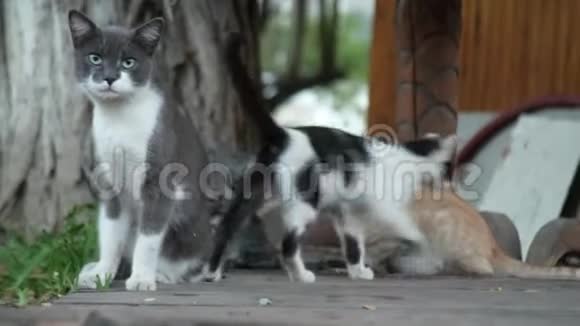 一群流浪猫在夏天的公园里4k视频的预览图