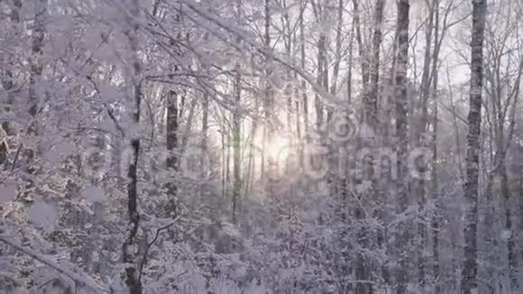冬天公园里的雪透过太阳蓝色天空背景的光线视频的预览图