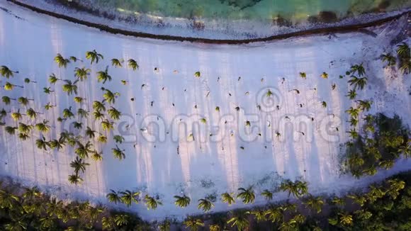 从上到下的鸟瞰图在热带椰子棕榈树上在白色沙滩上下午晚些时候在岛上的树荫下视频的预览图