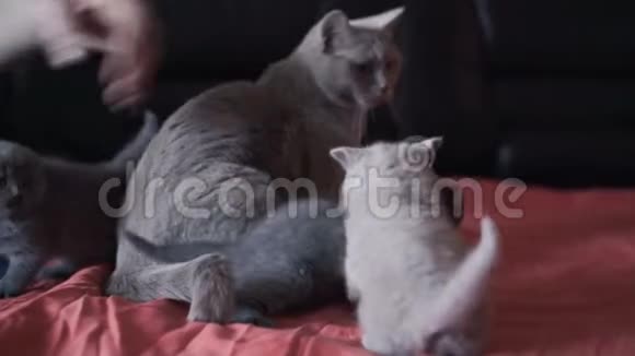 可爱的苏格兰猫可爱的家人在床上玩耍4K视频的预览图
