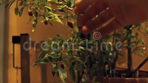 在工业环境中从植物中提取辣椒视频的预览图