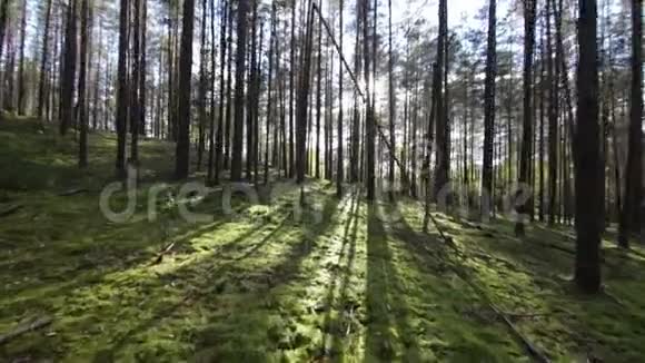 穿过深松云杉森林拍摄太阳光灯视频的预览图