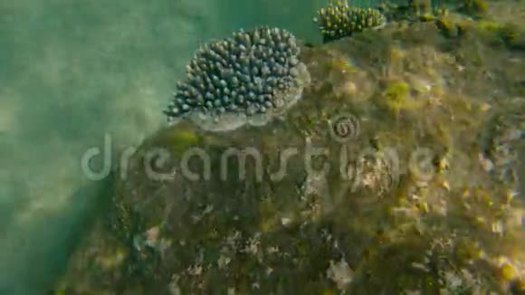 热带海洋岩石上珊瑚丛的慢镜头视频的预览图