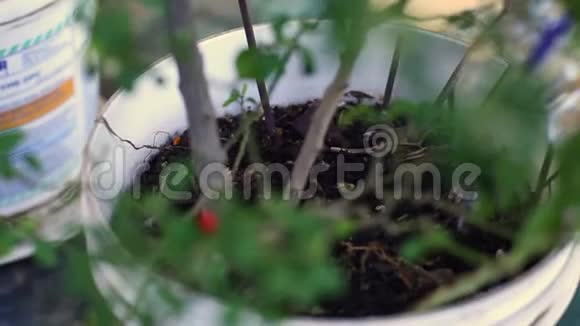 每天在工业环境的小花园里浇灌辣椒视频的预览图