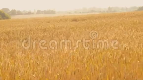 作物收获黄田小麦黑麦移动风视频的预览图