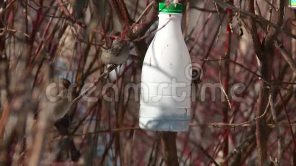 城市麻雀在春天的特写镜头中吃树上的食槽视频的预览图