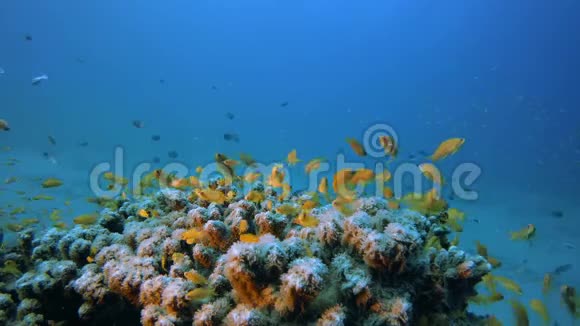 热带珊瑚花园橙鱼视频的预览图
