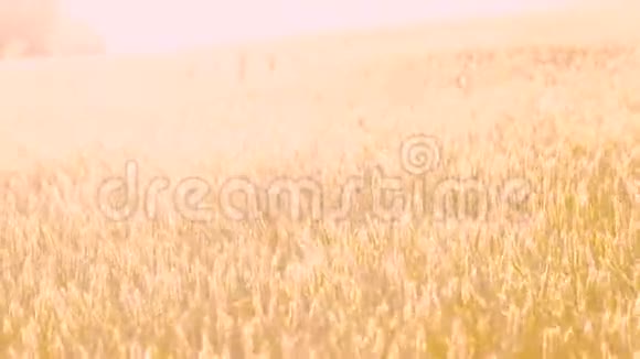 作物收获黄田小麦黑麦移动风视频的预览图