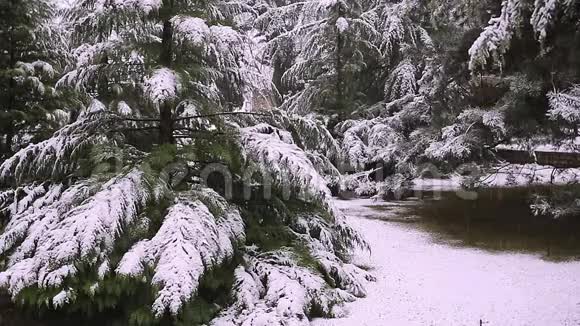 雪下绿叶的灌木匈牙利布达佩斯视频的预览图