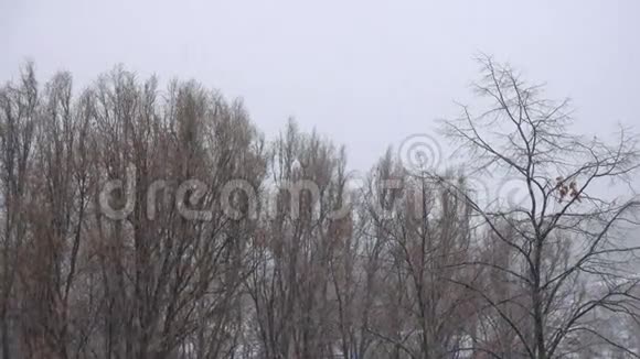 公园的树干上下着大雪视频的预览图