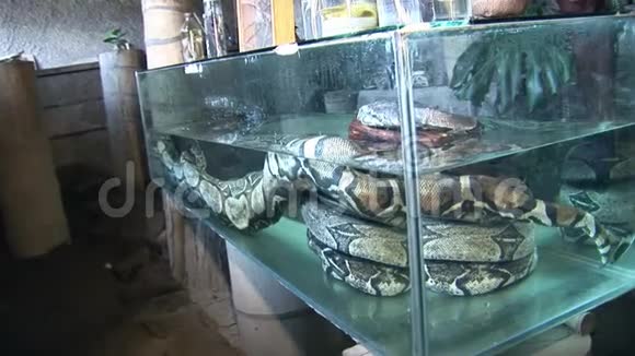 水族馆里的巨蟒视频的预览图