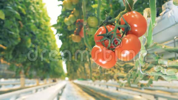 红番茄簇的动态镜头和番茄两侧的通道视频的预览图