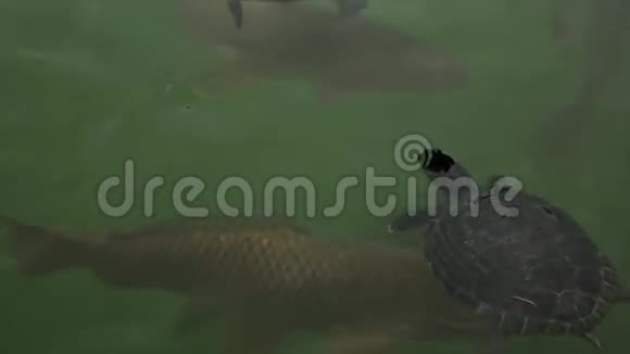 乌龟和水里的鱼视频的预览图