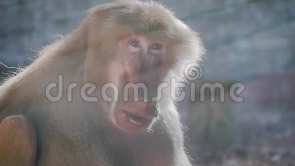 哈马德里亚斯狒狒张开大嘴恐吓其他男性猴子张开嘴视频的预览图