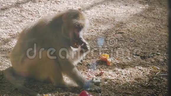 哈马德里亚斯狒狒张开大嘴恐吓其他男性猴子张开嘴视频的预览图