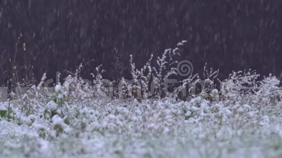 草木上的大雪视频的预览图