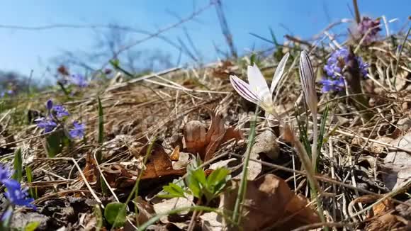 春天阳光明媚的一天在山坡上的一片草坪上带着水滴的野生番红花被春天的珍珠包围着微风视频的预览图