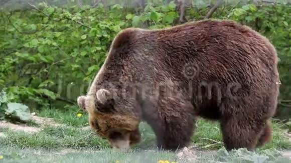 棕熊在森林里吃草视频的预览图