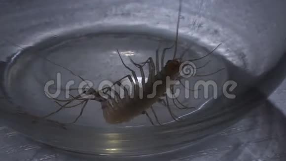 小节肢动物昆虫试图爬出滑玻璃罐昆虫恐惧症视频的预览图