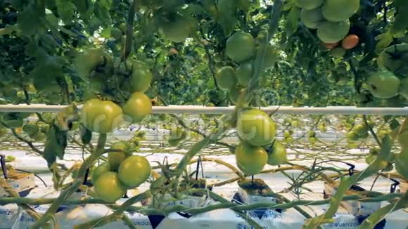 关闭在温室里生长的番茄幼苗视频的预览图