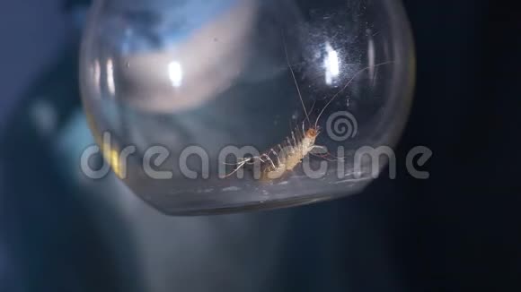在玻璃管中爬行的节肢动物秘密实验室正在进行昆虫学战争视频的预览图
