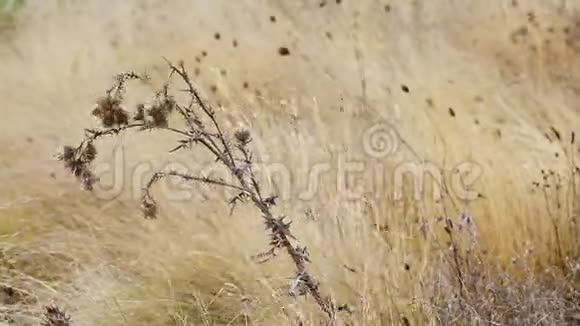 夏日里干燥的野生蓟视频的预览图