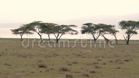 长颈鹿走在非洲大草原上背景是相思树和湖视频的预览图