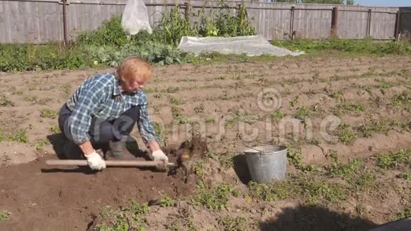 一个老女人从花园里的床上挖熟土豆视频的预览图