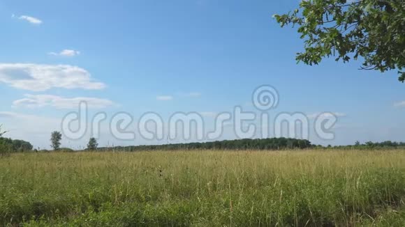 森林前一大片草地的全景视频的预览图