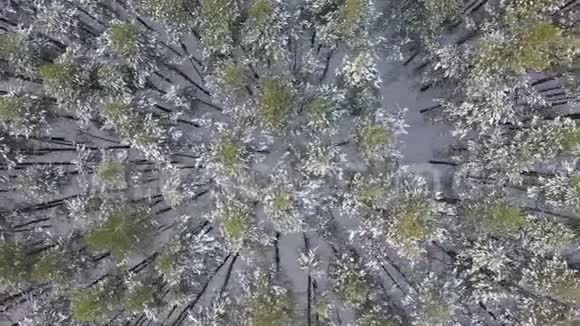 冬雪林鸟瞰视频的预览图
