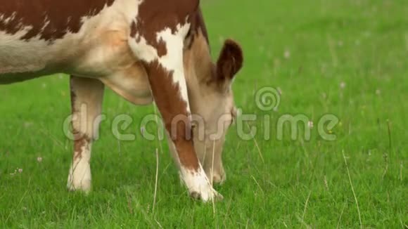奶牛在山脚的高山草甸上放牧画面的一天绚丽的一幕欧洲生态概念美容视频的预览图
