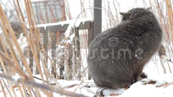 两只无家可归的猫坐着互相咆哮下雪了寒冷的冬天视频的预览图