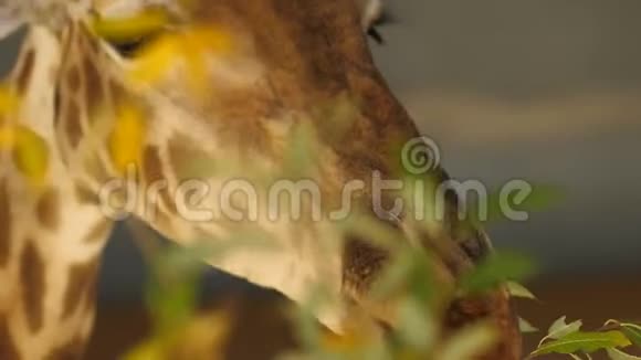 长颈鹿用新鲜多汁的叶子舔着长长的舌头大型动物头部计划视频的预览图