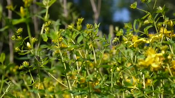 圣约翰麦汁田间有花的药用植物视频的预览图