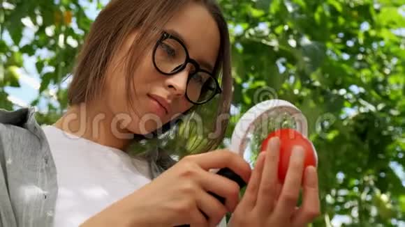 女农民对园林有机西红柿植株进行质量检测番茄收获视频的预览图